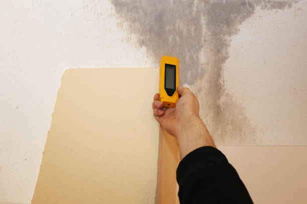  Liberty, SC Mold Removal Pros