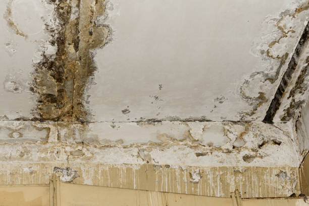 Best Basement Mold Removal  in Liberty, SC