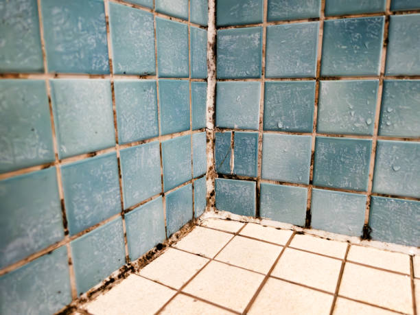 Professional Mold Removal in Liberty, SC