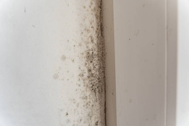 Best Environmental Consulting for Mold Prevention  in Liberty, SC
